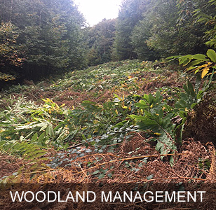 Woodland Management for Local Authorities